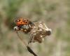 Melanocoryphus albomaculatus